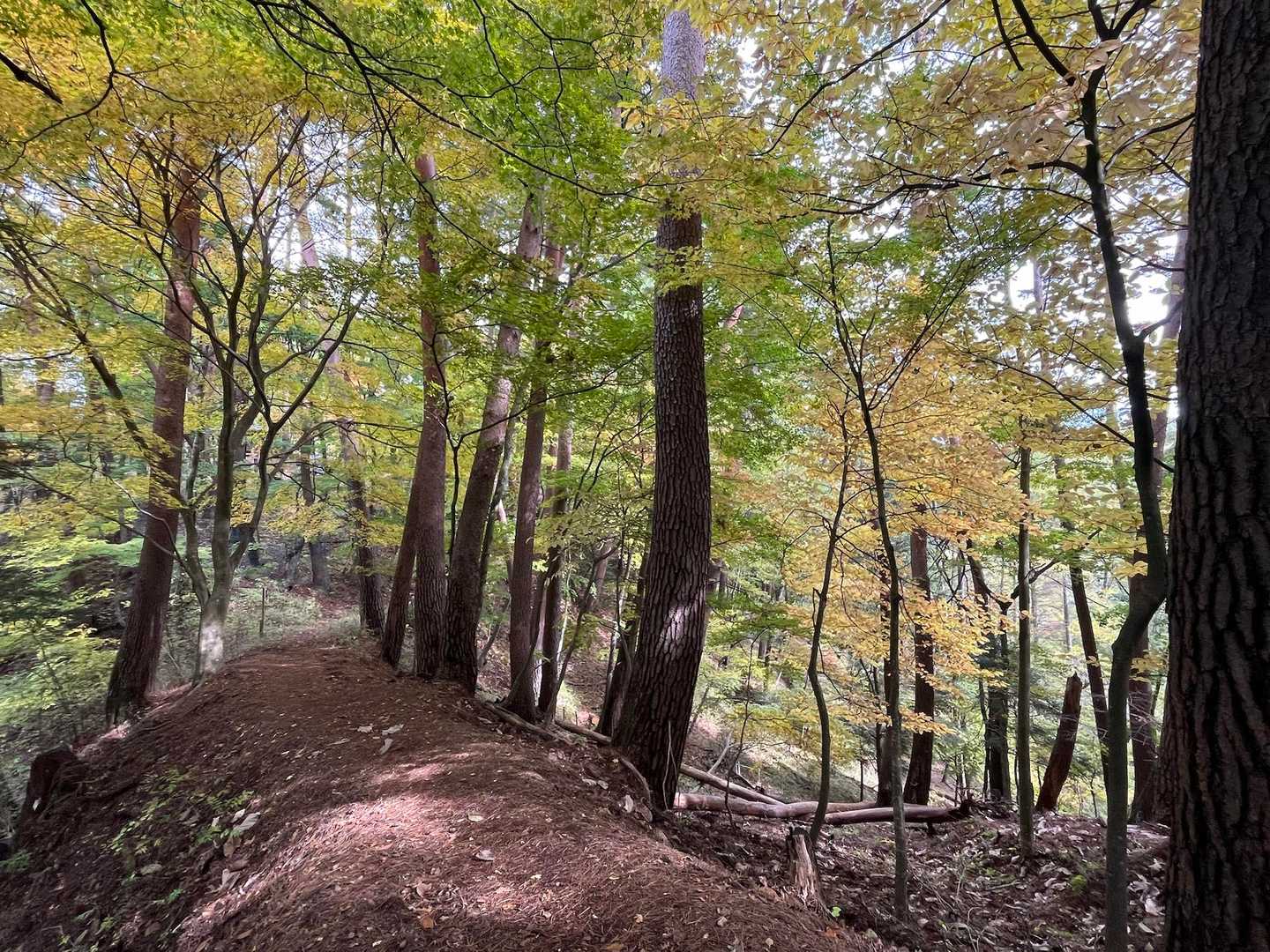 山の紅葉を独り占めして歩く