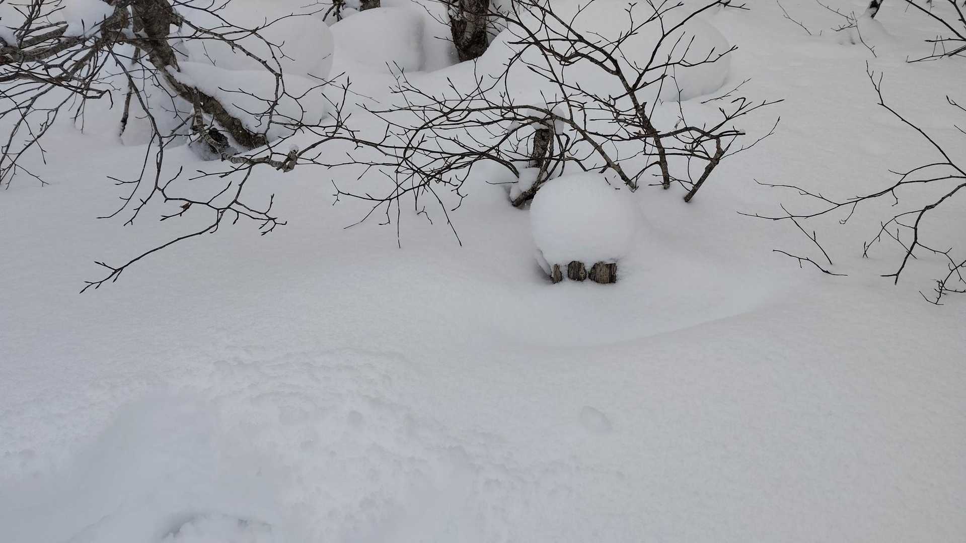 山標埋まってしまいました！
今シーズン最高積雪！！