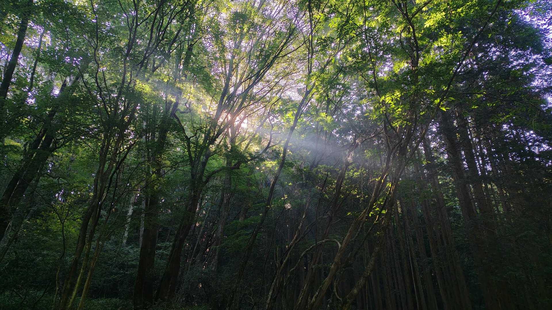 屏風山 周回コースの写真