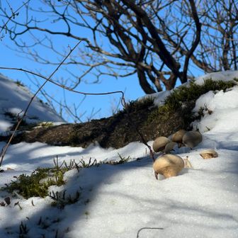 梵天石にホコリタケ🍄
雪の中から伸びているよう⛄️