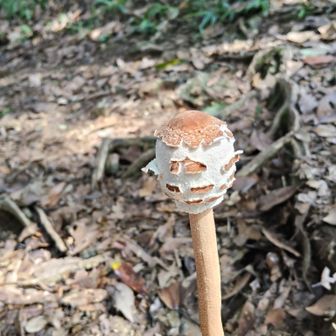 初めて見る🔎キノコ🍄です