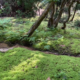 苔と源流ぽい川できれいなところもあります