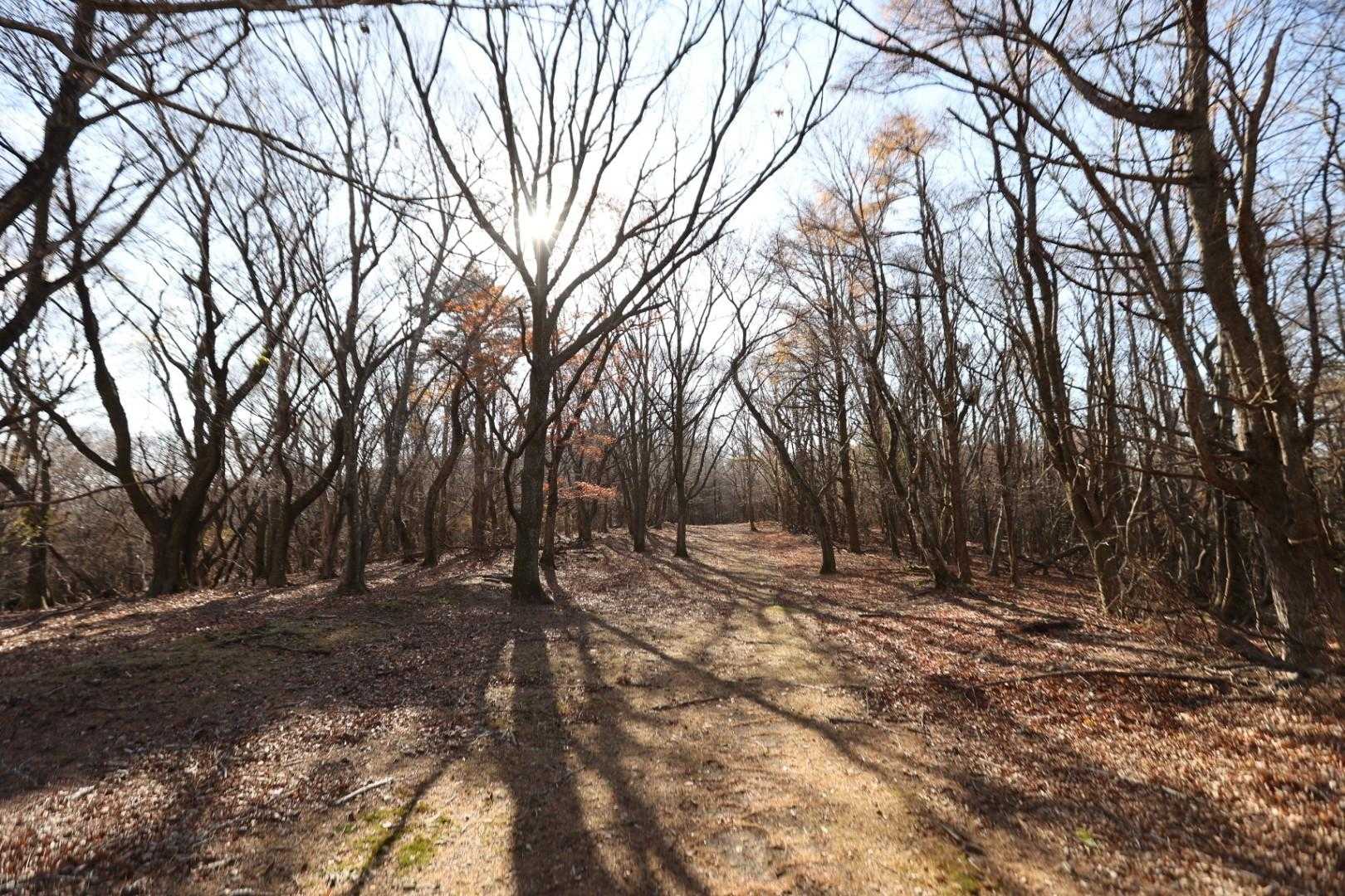 ひろびろとした下山道