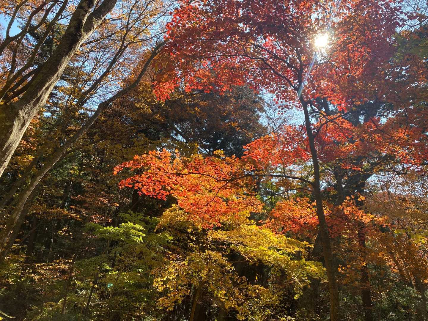 日輪寺入口-旧参道入口-八溝山-日輪寺 周回コースの写真
