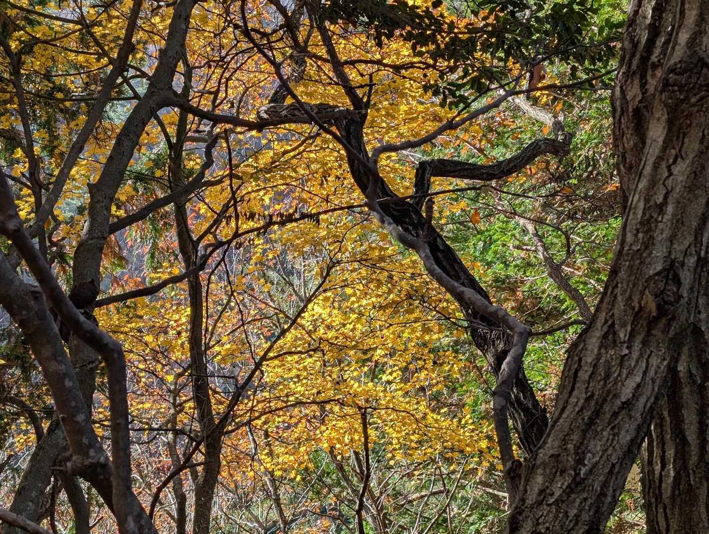 🍁💛