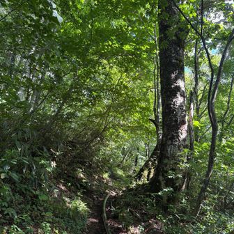 歩き始めのブナ林。巨木の森です。