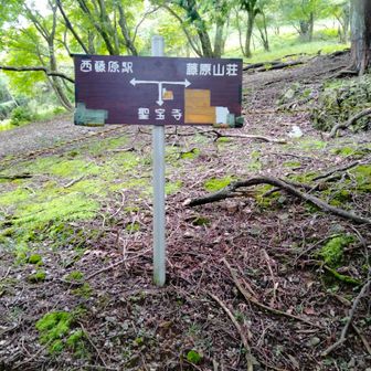 聖宝寺への裏登山道で下山