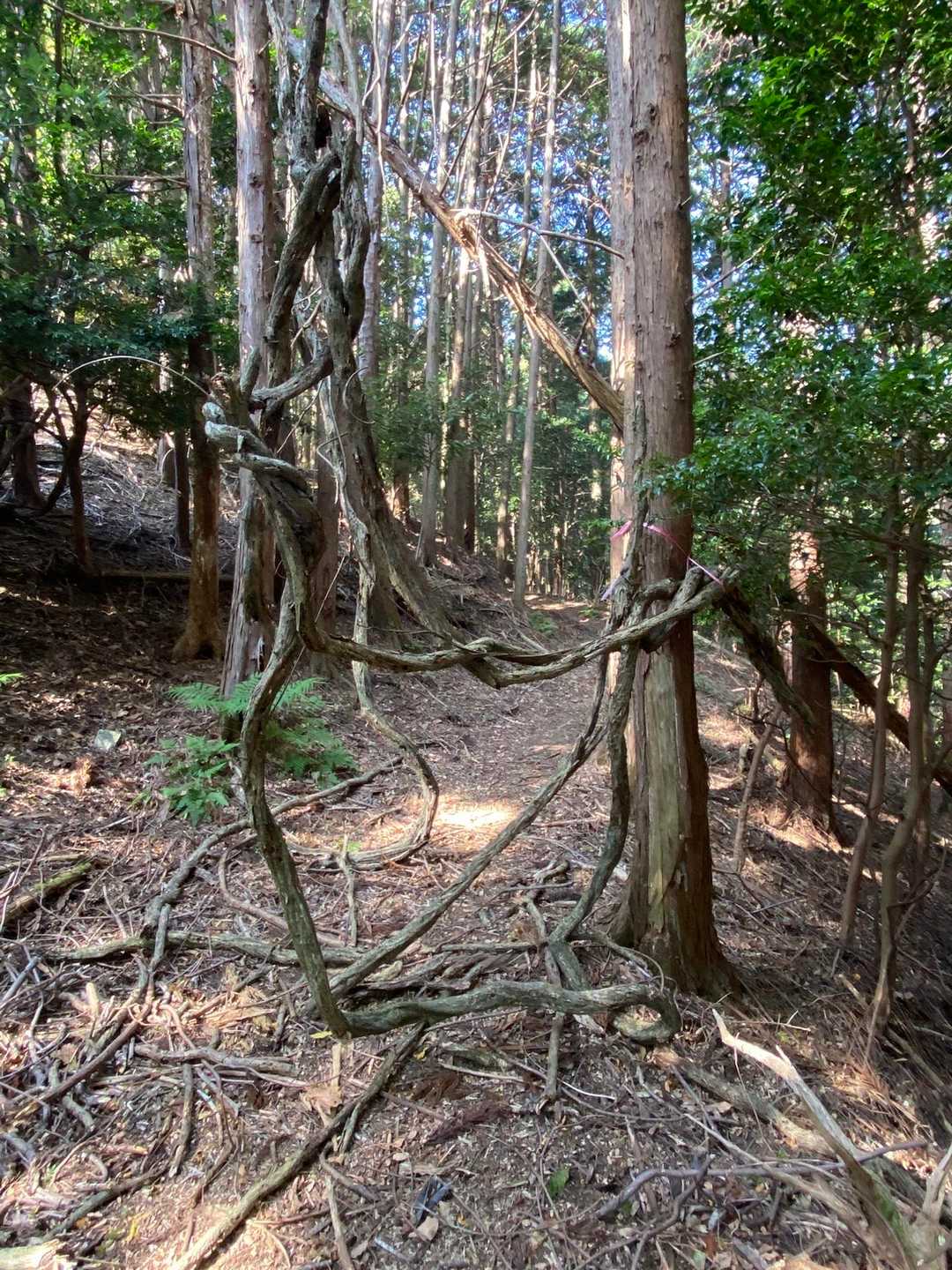 凄い蔓？木？👀