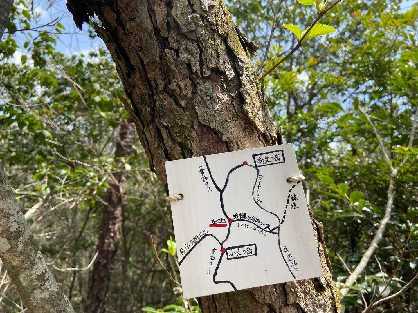 小麦ヶ岳-蕎麦ヶ岳 往復コースの写真
