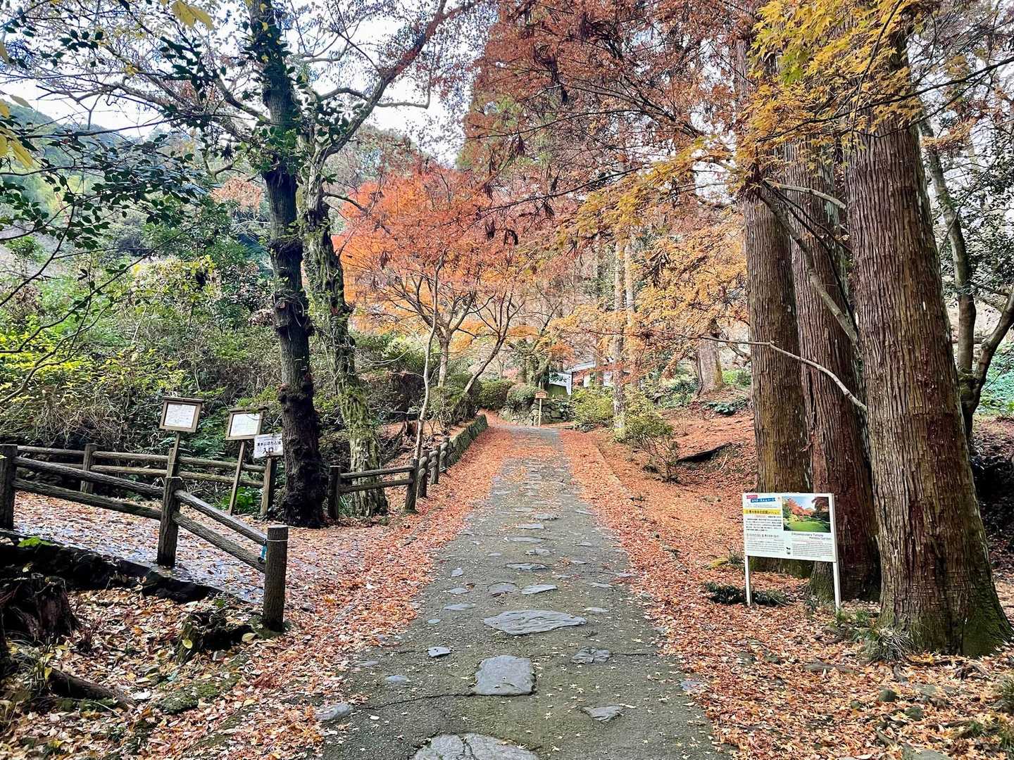 最後に紅葉🍁見せてくれました^_^