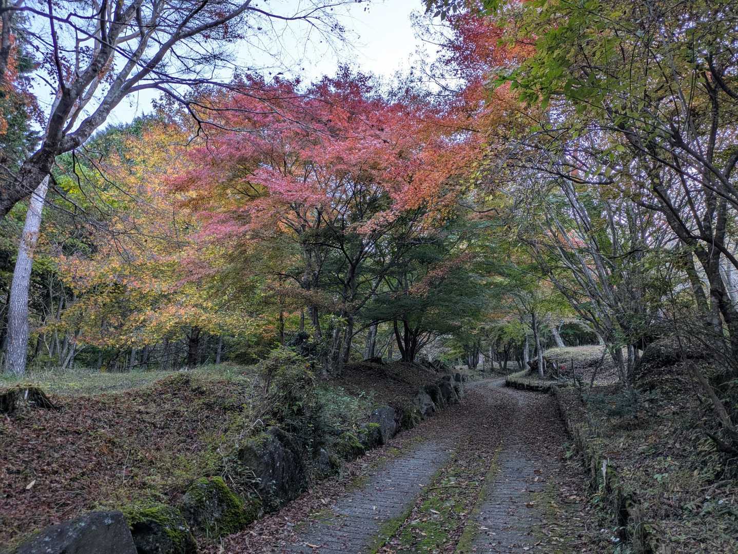 紅葉は部分的に楽しめますが、太陽の光に照らされないと、いまいちですね。