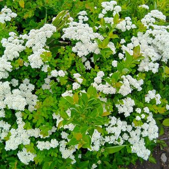 小さく可憐な花も大好きです