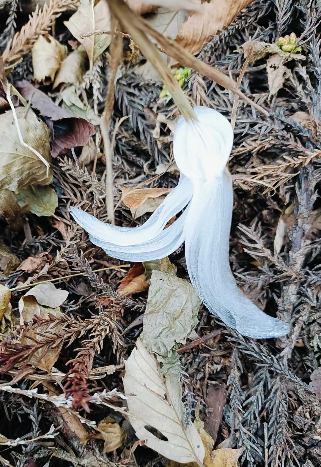 冬の妖精に会えました🤗🧚‍♂️🧚‍♂️