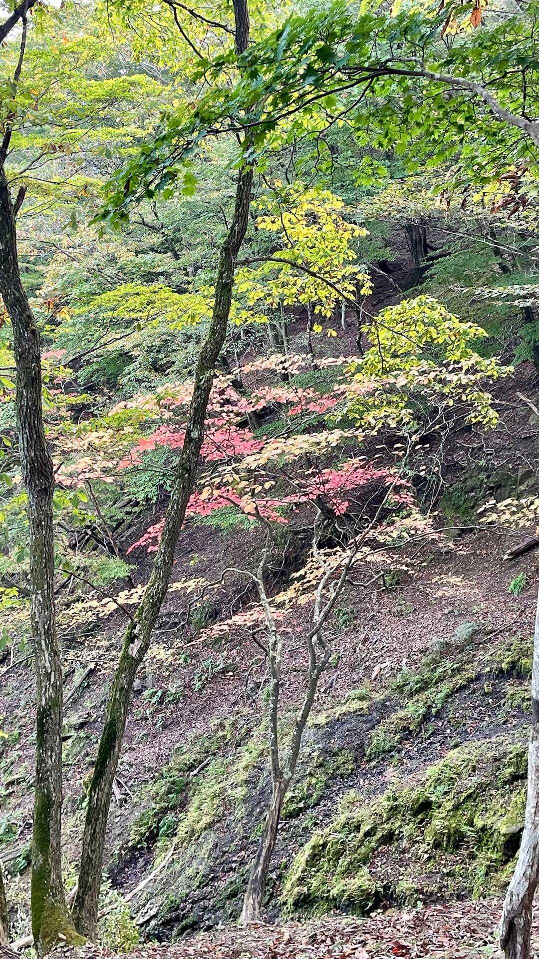 少しずつ紅葉が始まってます🍁