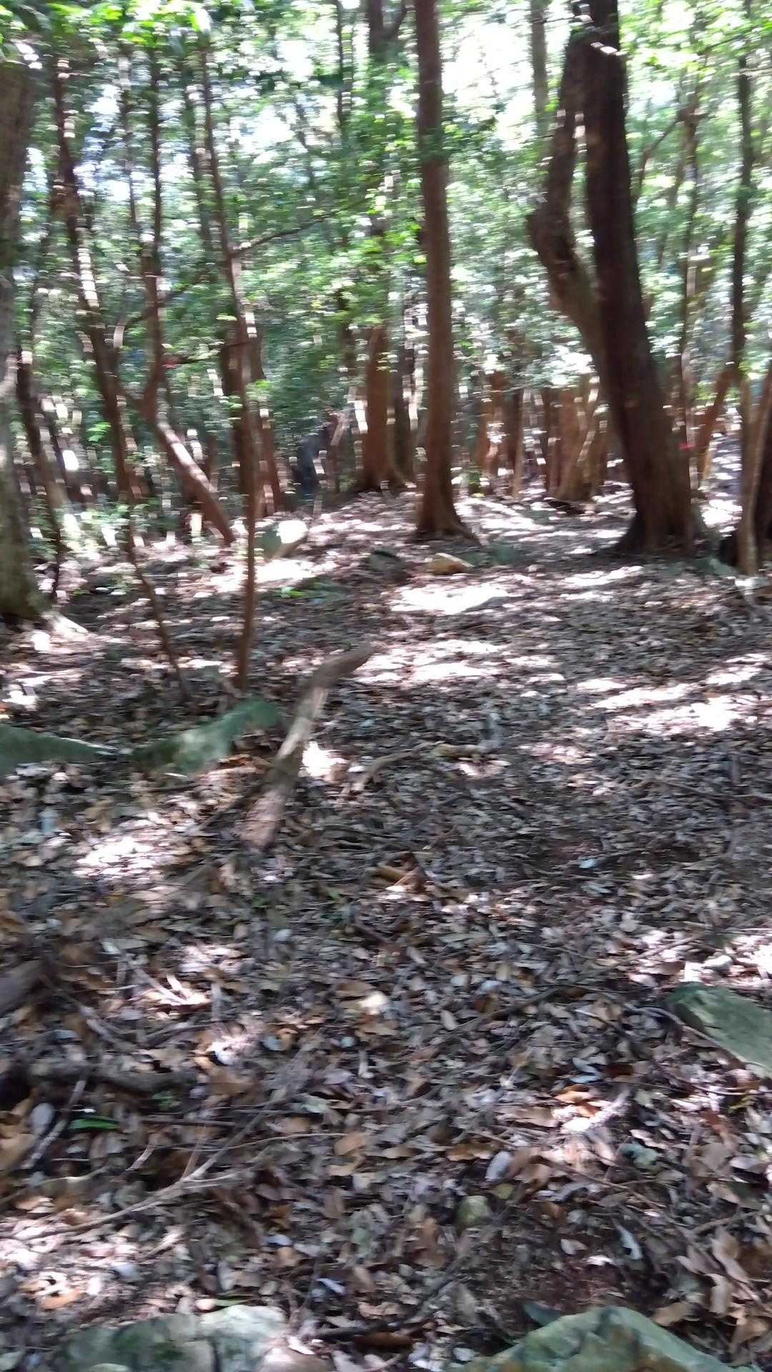 急登