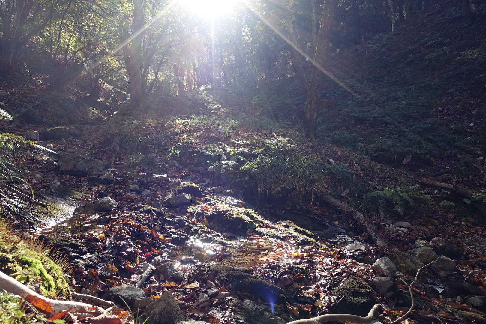 光る森🌲✨