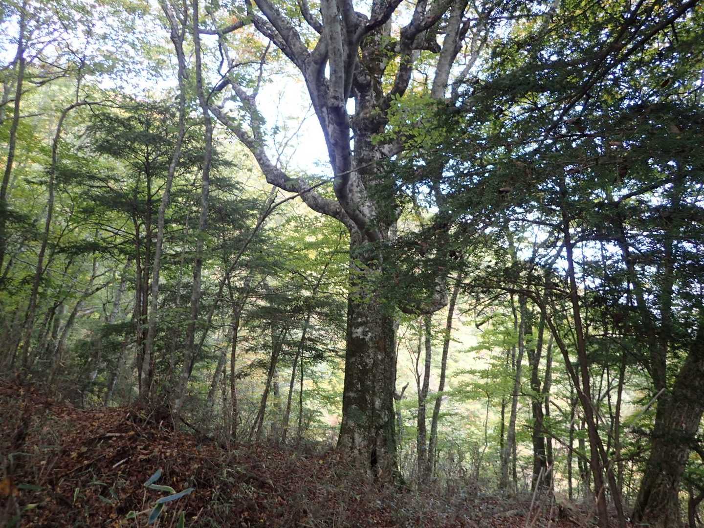 ブナの巨木