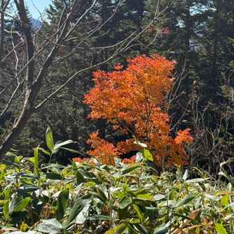 少しだけある紅葉🍁を愛でて気持ちを紛らわしながら