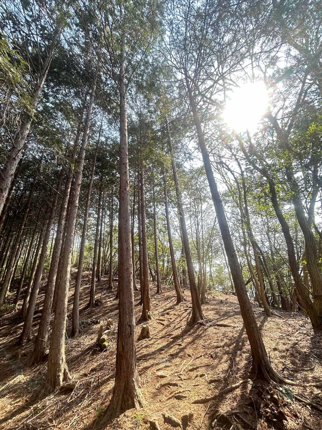 野村山-野村坂-大谷山-滝谷山-雁又山 周回コースの写真
