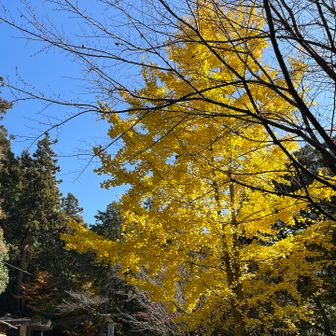 上のPのイチョウ。