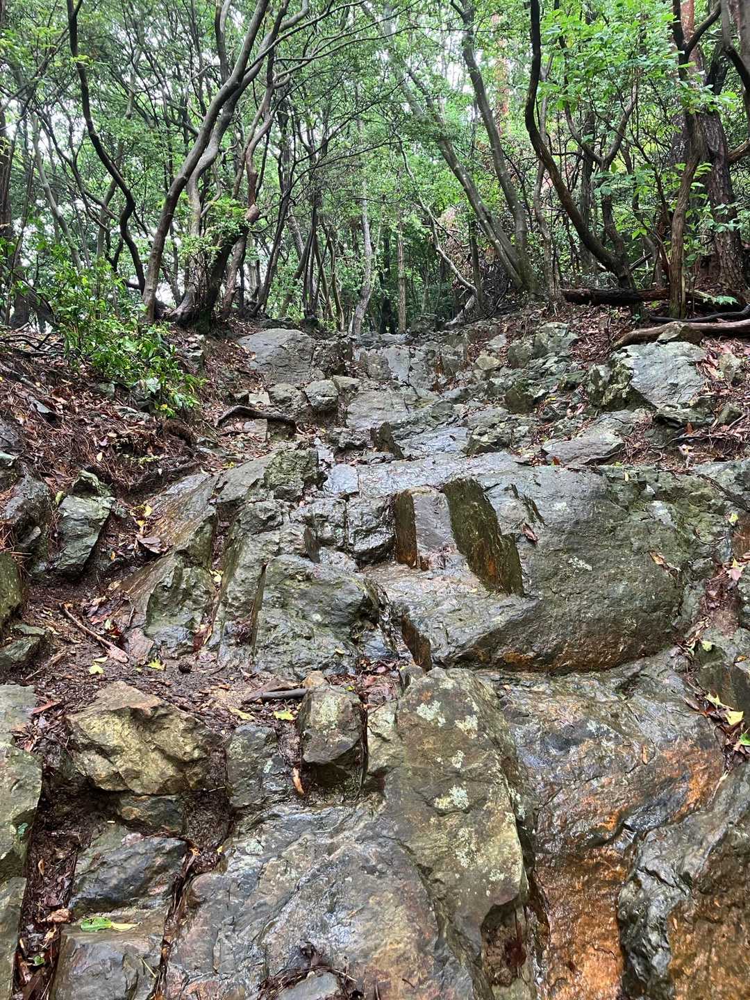 道樹山 往復コースの写真