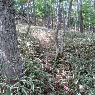 南甘利山への道　
藪漕ぎレベル1