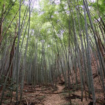 美しい竹林