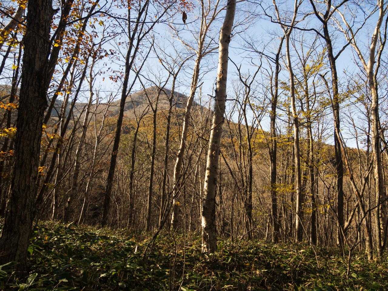 村上山 往復コースの写真