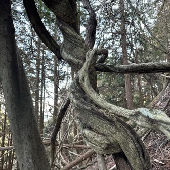 絡みあってる🌲　なんか怖いわ〜😱