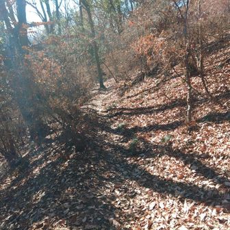 シロオニタケの園を抜けて落ち葉の長い下り坂