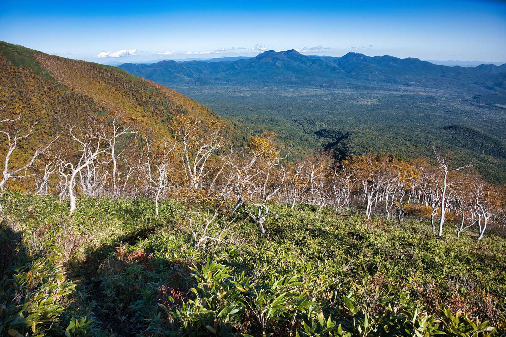 白樺林を抜け、急な下りを慎重に下っていきます🌲