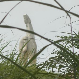 あれか！