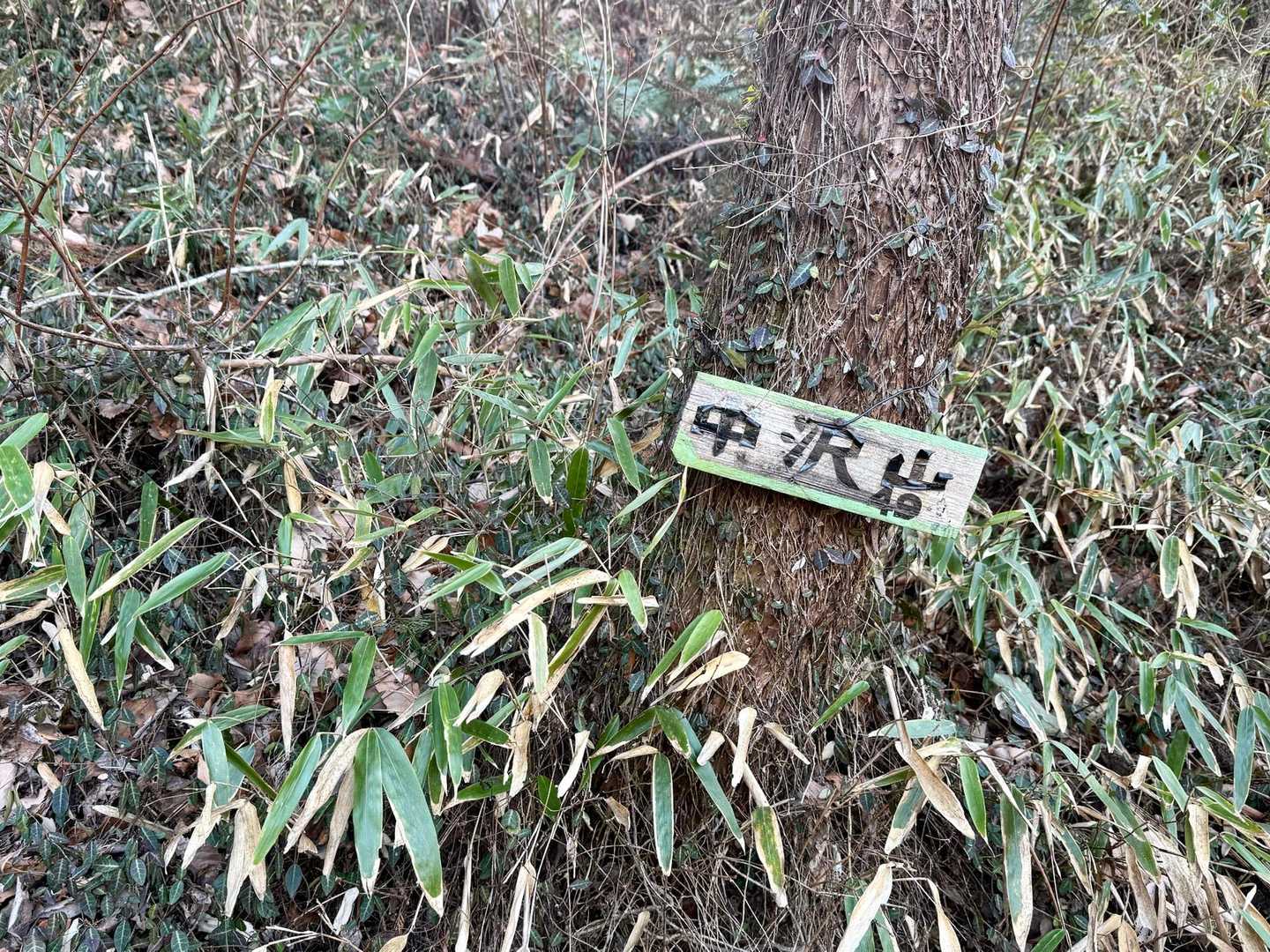 中沢山の山名板 なぜこんな所に？
(* ᐕ)？