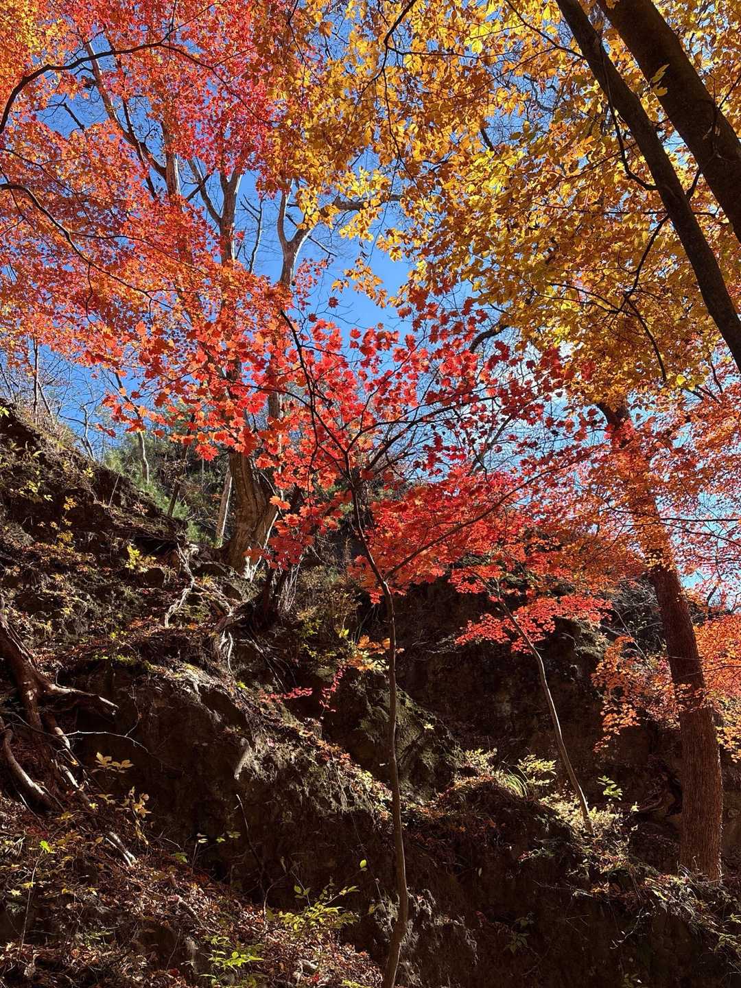 古谷登山口-密岩登山口-岩櫃山-赤岩登山口 周回コースの写真