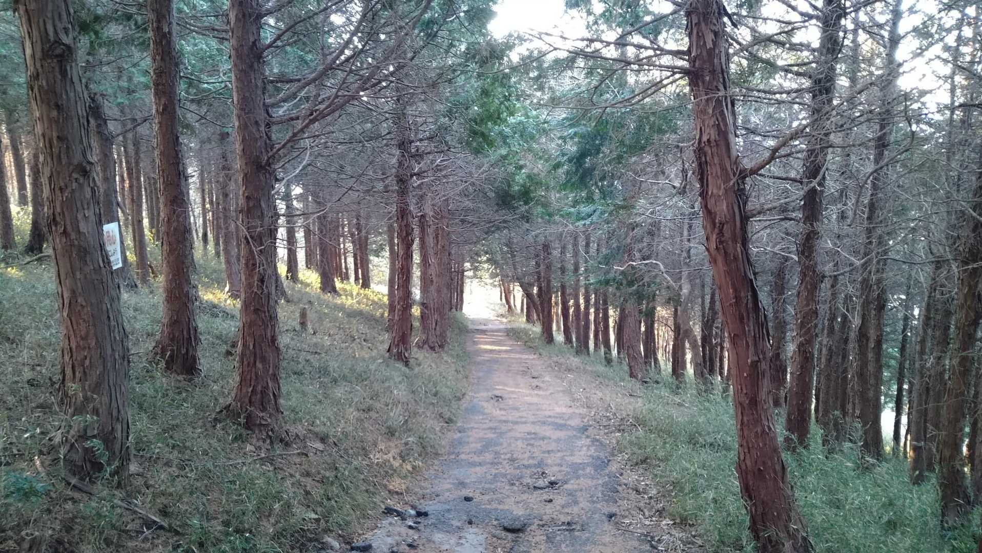 なぜか廃道のような舗装路がここからずっと続きます🌲🛣️🌲