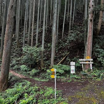 今日もここからスタート。相変わらず鬱蒼としてる😓