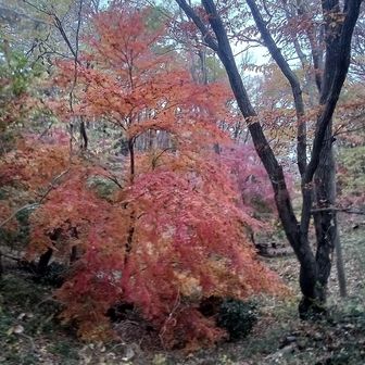北側のモミジ