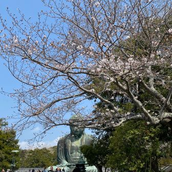 大仏さまと🌸その①