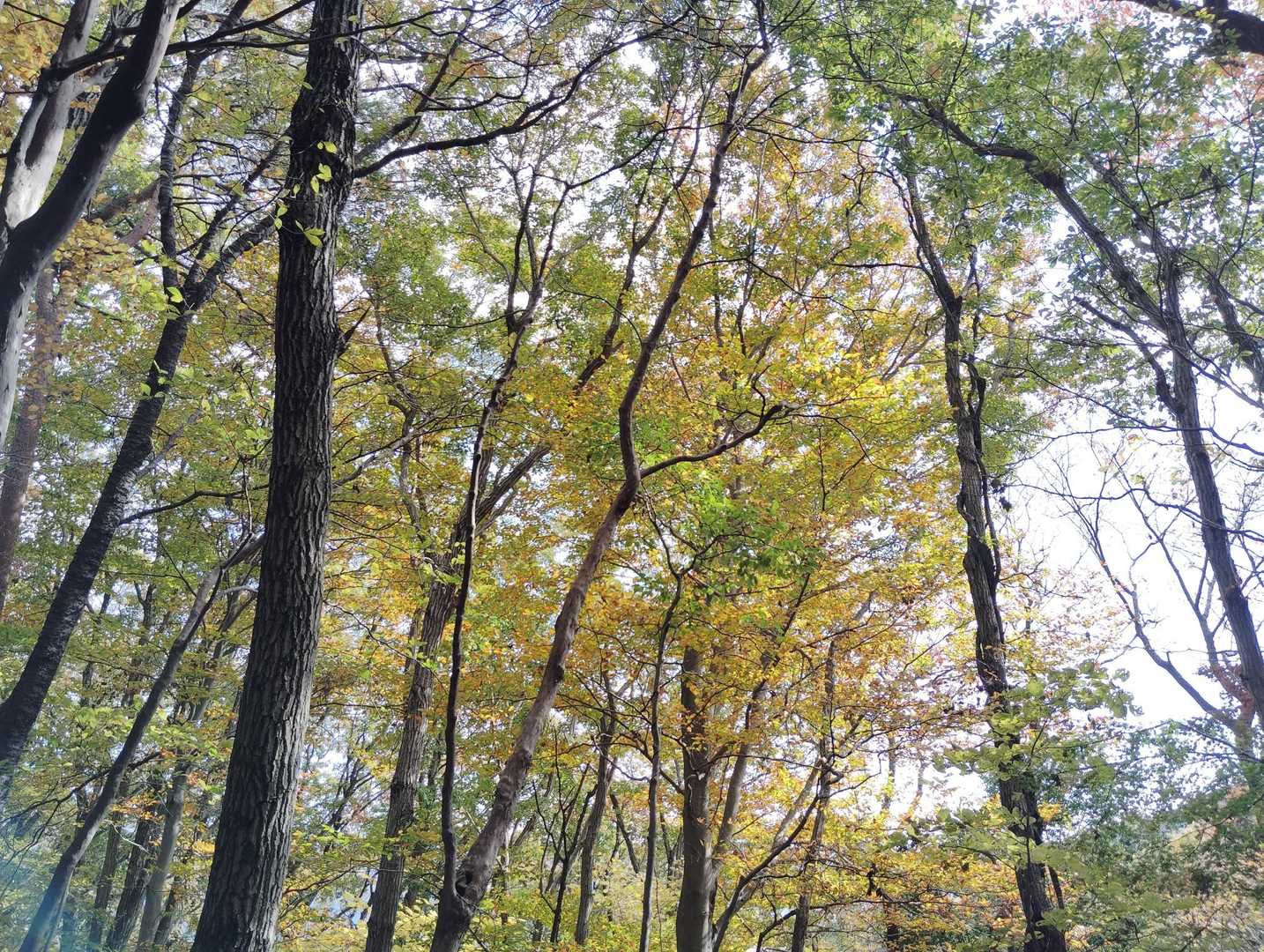 ブナ林の紅葉が見頃です。