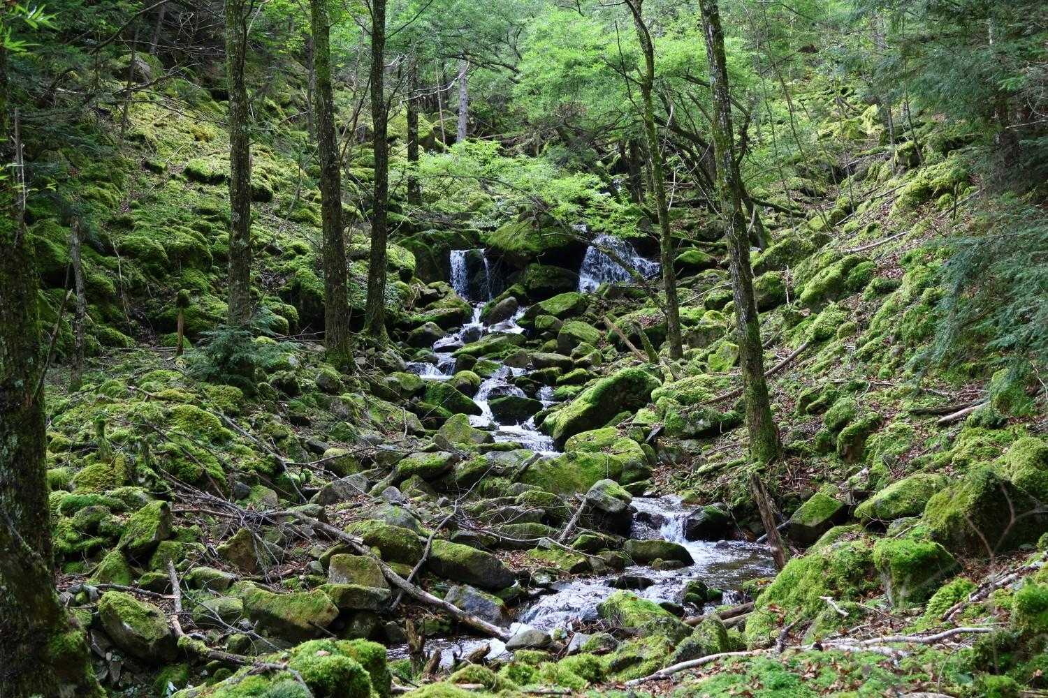 素晴らしい沢