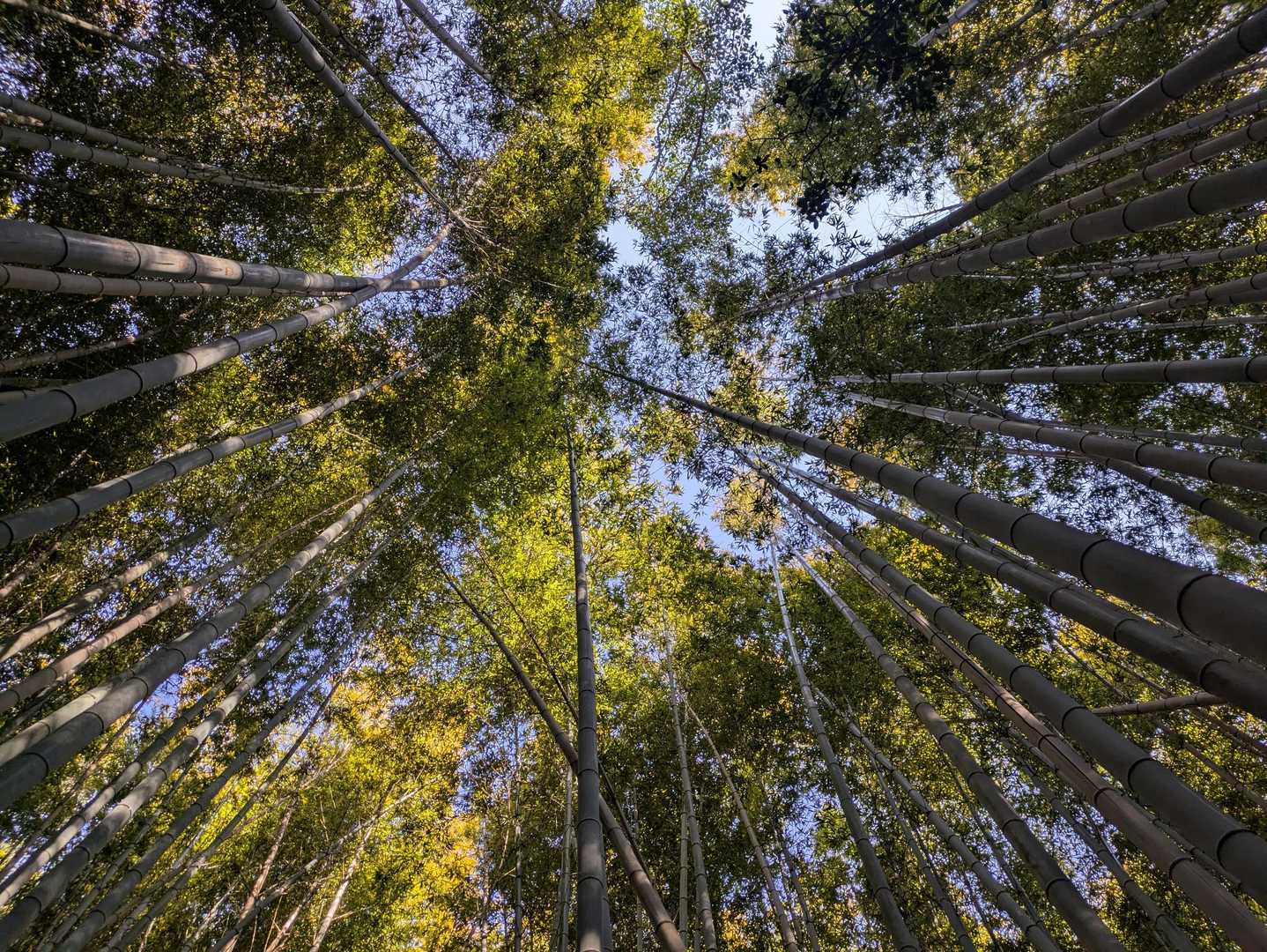 素敵な竹林ロードで見上げる😊