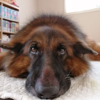 レオナ11🐕‍🦺