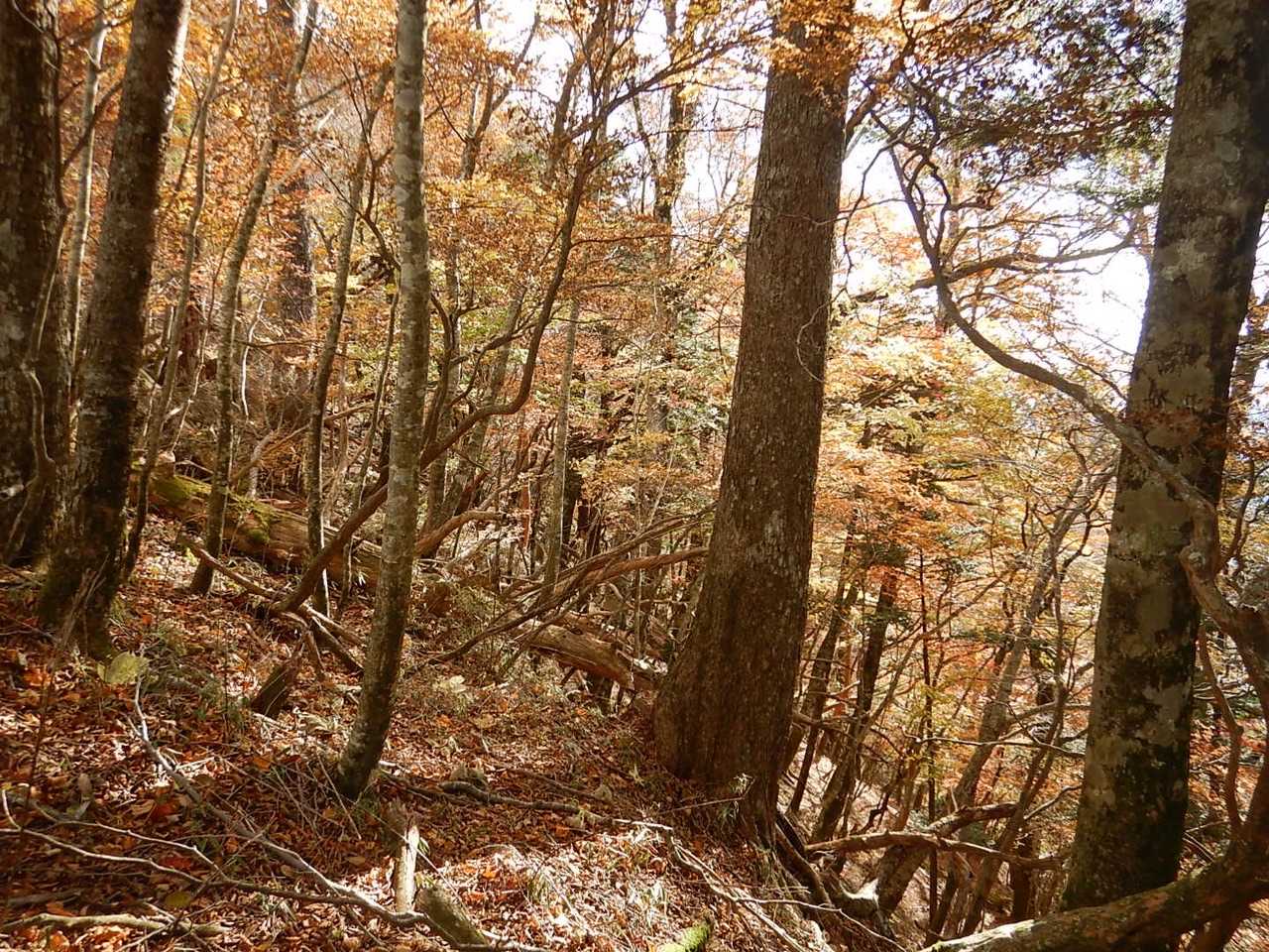 紅葉🍁素敵でした😄