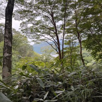 わずかな隙間からみえる芦ノ湖。
景観は山頂以外は終始この程度www