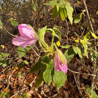 あれ？季節まちがえちゃったね🩷