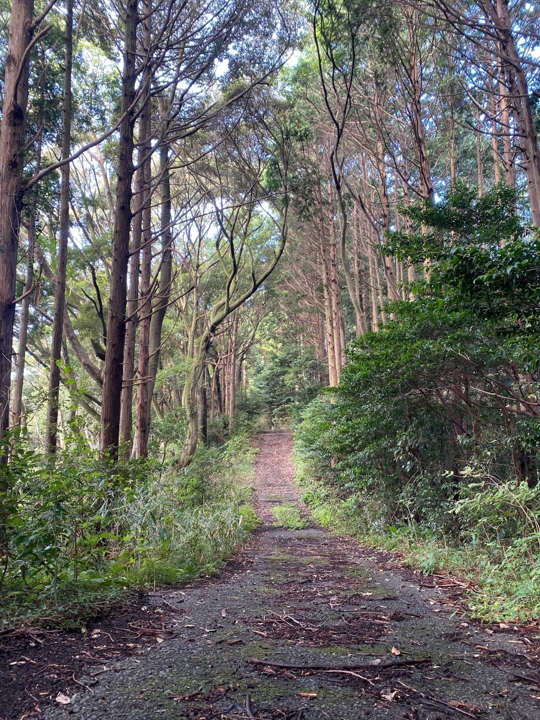 いい感じの歩きやすい山道