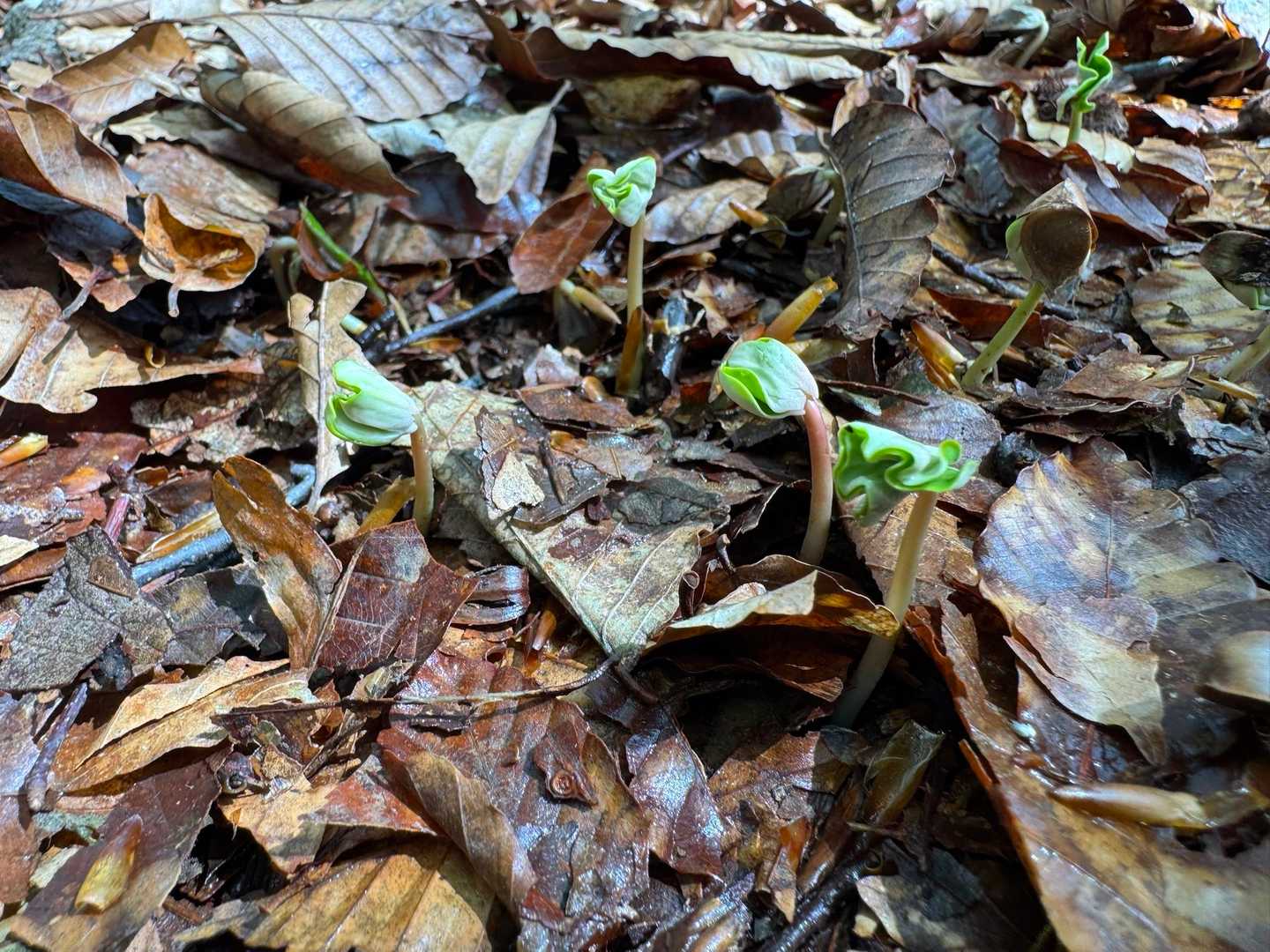 ブナの赤ちゃんたち🌱