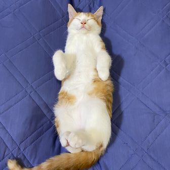TARO
