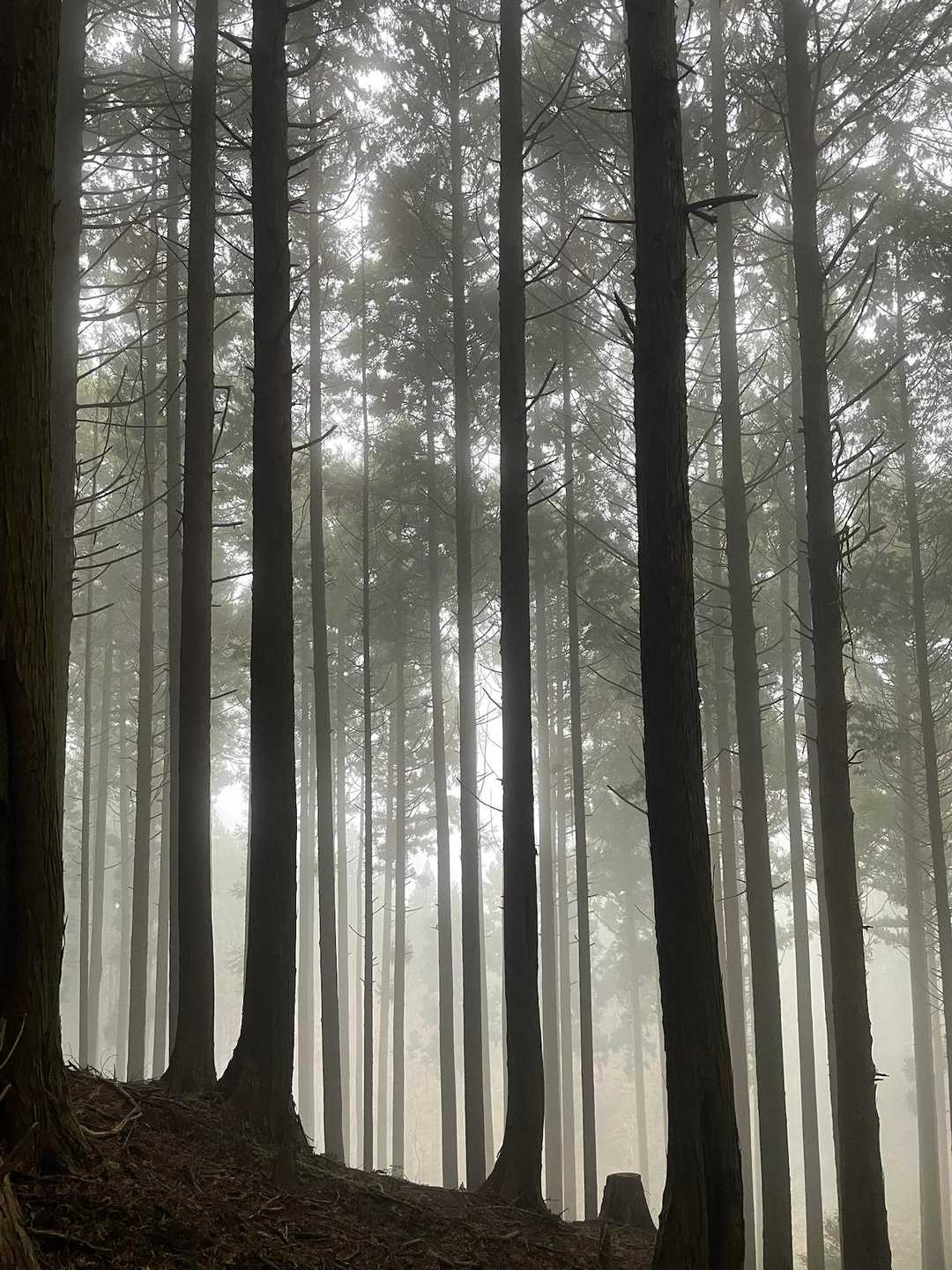 屏山-古処山 周回コースの写真
