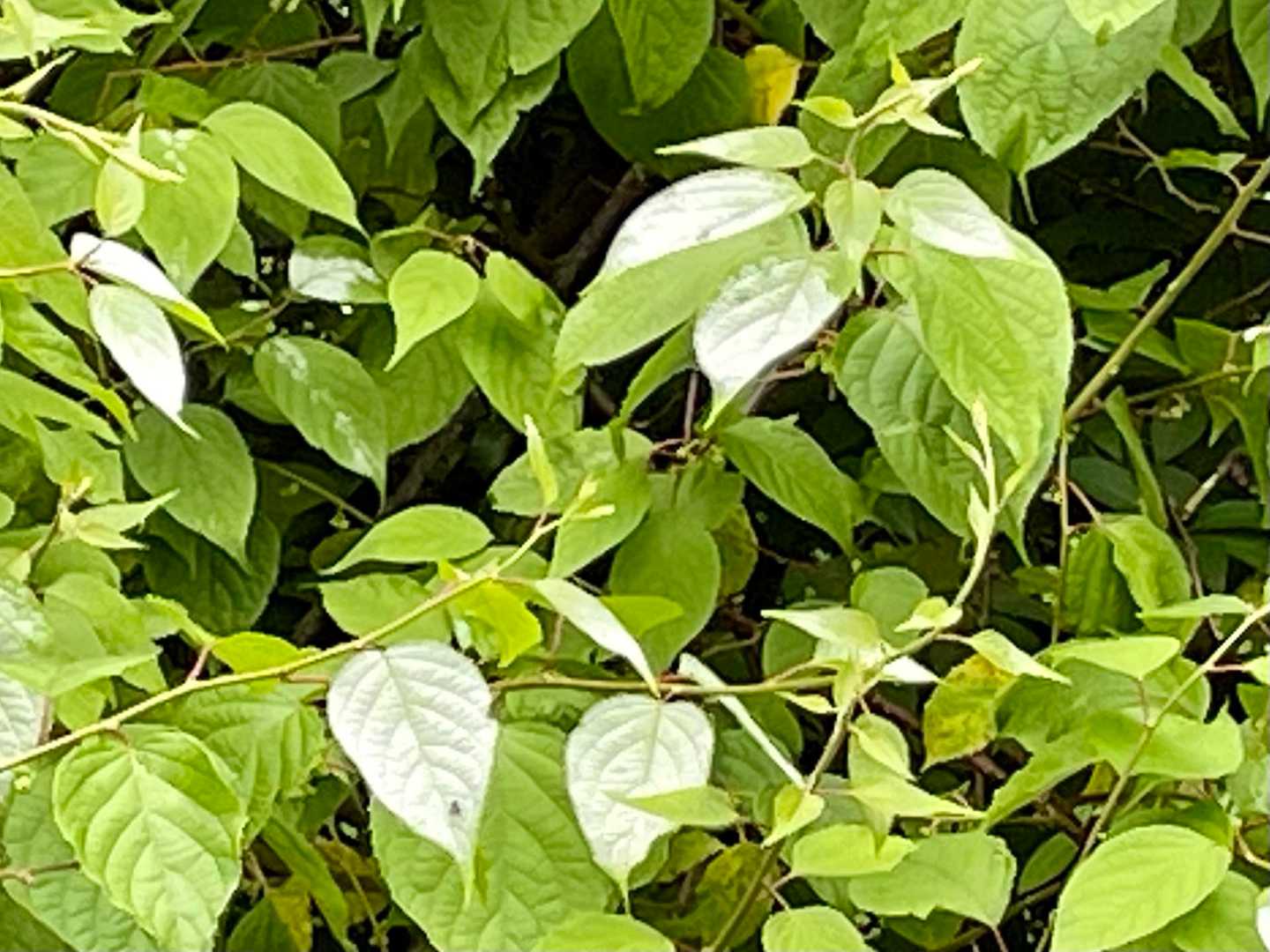初夏を感じさせるマタタビ
